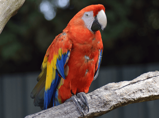 Macaw female with DNA