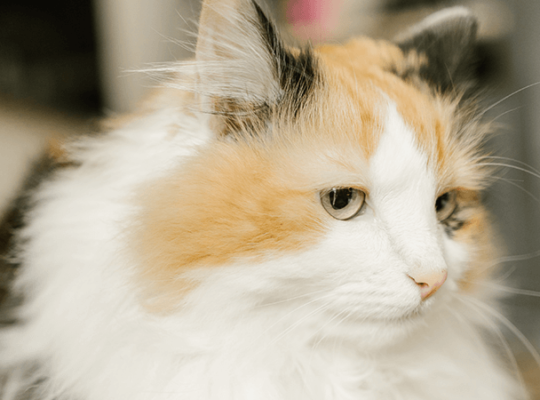 Adorable Persian Kitten